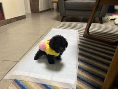 -谐和贝康宠物医院24小时·宠保定点(急重症转诊中心)