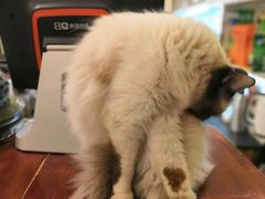 -猫色咖啡·猫咖