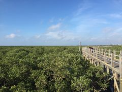 -北海金海湾红树林生态旅游区