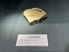 -大连自然博物馆