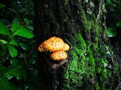 -阳台山自然风景区