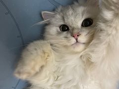 -屋虎猫馆(宝安大仟里店)
