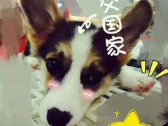 android_upload_pic-乐宠宠物店(世纪金源店)