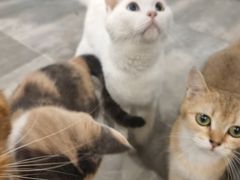 -楼上猫咖(罗湖店)