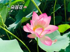 -宝墨园景区