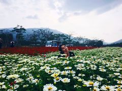 -亚龙湾国际玫瑰谷