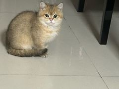 -艾贝尔宠物医院·24H转诊中心·肿瘤猫专科(江宁双龙店)