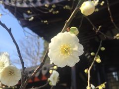 -绮园景区