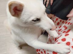 -柴犬高等学院·狗咖·柴犬售卖·宠物训练