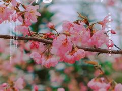 -丹樱生态园