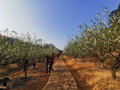 -南国桃园旅游度假区