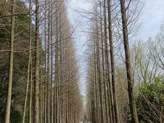 -昆山城市生态森林公园