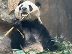 -成都动物园