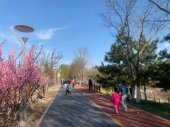 -大兴滨河森林公园