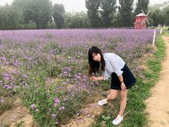 -北京东方普罗旺斯薰衣草庄园