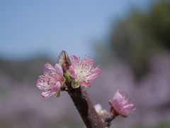 -花溪风景区