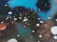 -海胆小馆(东北水饺·春柳店)