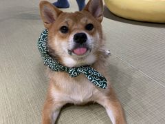 -逗柴咖啡屋·狗咖猫咖宠物桌游