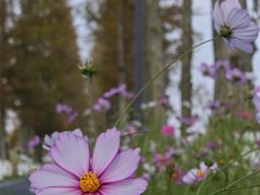 -黄海国家森林公园