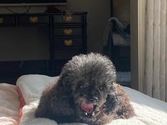 -爱侣宠医·鹦鹉专科·小型哺乳类·异宠专科(灵石路店)