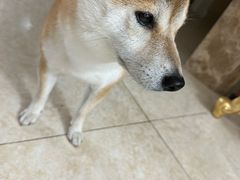 -宠福鑫康馨动物医院·骨科·眼科