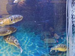 -肆月河豚·新淮扬(金融街店)