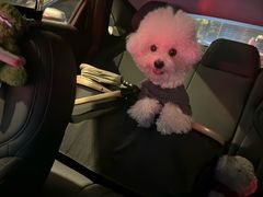 -翊宠yipet猫狗购宠庄园犬舍•猫舍