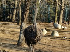 -大连森林动物园