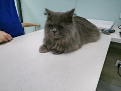 -嘉馨宠物医院·CT影像转诊·心脏科·犬猫全科诊疗中心(下沙大学城院区)