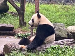 -都江堰中华大熊猫苑