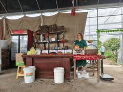 -马陆小张葡萄园农家乐