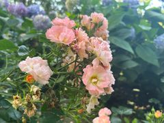 -都江堰玫瑰花溪谷