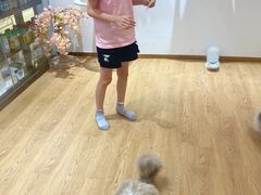 -1013 PET SHOP精品宠物商店(丁香店)