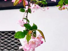 -莫愁湖公园