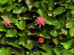 -国家植物园南园