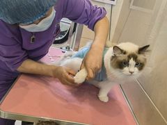 -北京观赏动物医院·24小时大型综合·猫专科·异宠专科