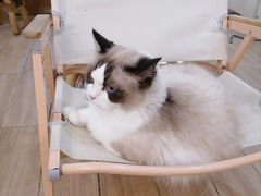 -李小姐の猫咖啡馆(五角场店)