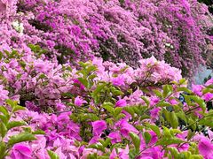 -深圳仙湖植物园-停车场