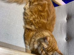 -藏猫猫咖啡主题馆(中央大道店)