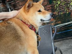 -柴犬高等学院·狗咖·柴犬售卖·宠物训练