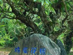 -云南勐巴娜西珍奇园