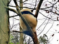 -都江堰中华大熊猫苑