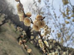-无锡梅园公园