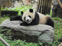 -都江堰中华大熊猫苑