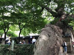 -青岛崂山太清宫