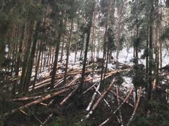 -武陵山森林公园