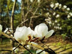 -上海共青森林公园