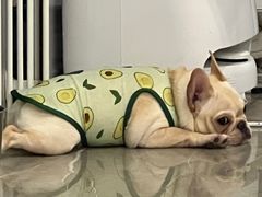-和它·交个朋友·狗咖猫咖(爱琴海店)