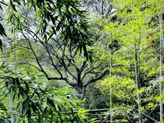 -大唐贡茶院