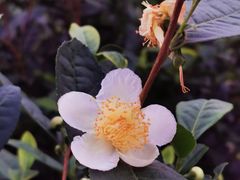 -东山风景区(洞庭东山)